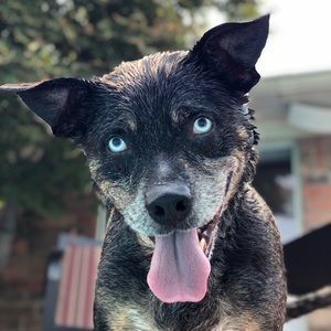 Meet your Posher, Joe